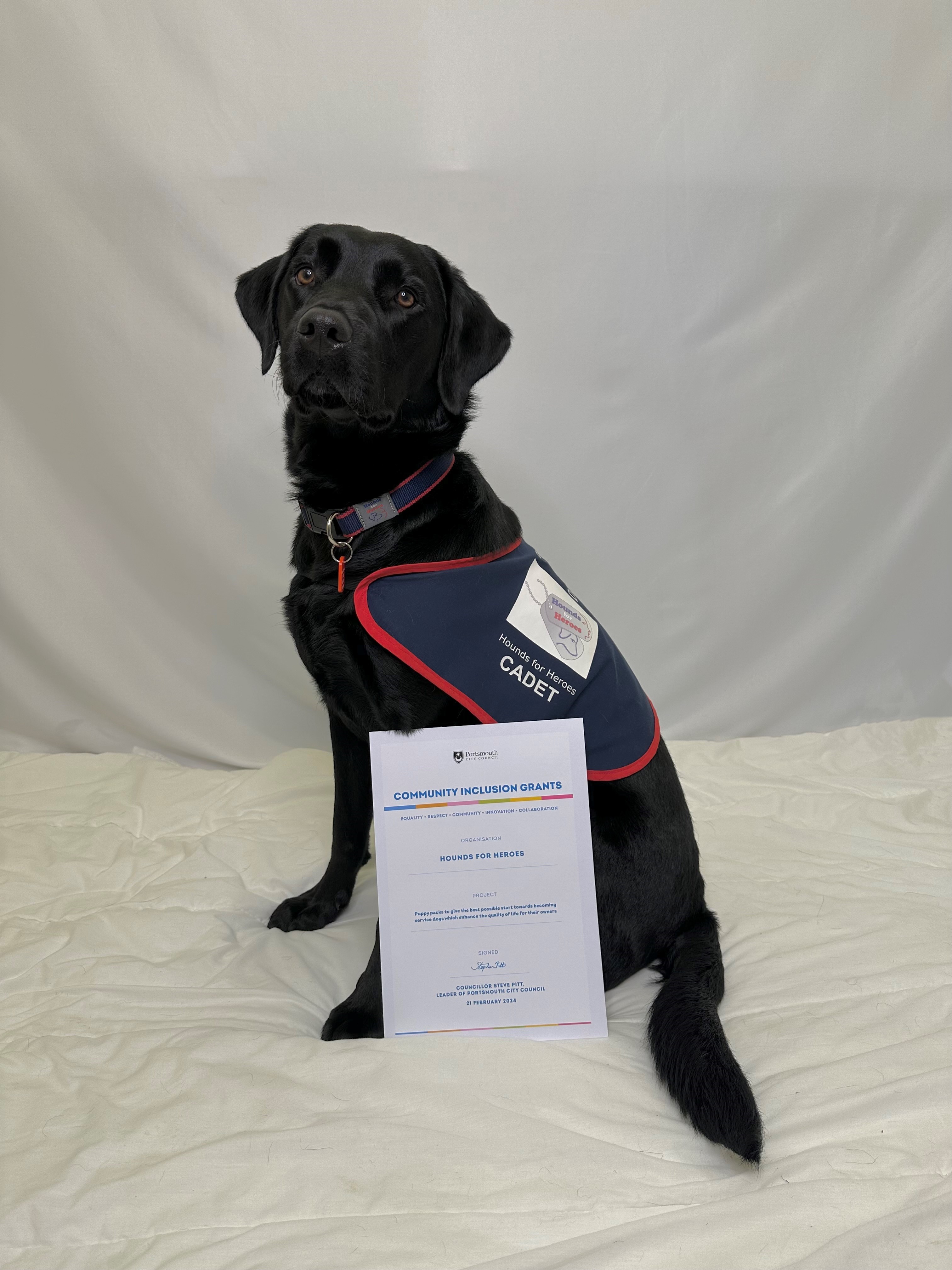 Black Labrador sat in an Assistance Dog jacket with a Portsmouth City Council certificate.