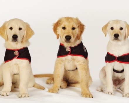 5 Golden Retriever & Labrador puppies in a row, wearing assistance dog jackets