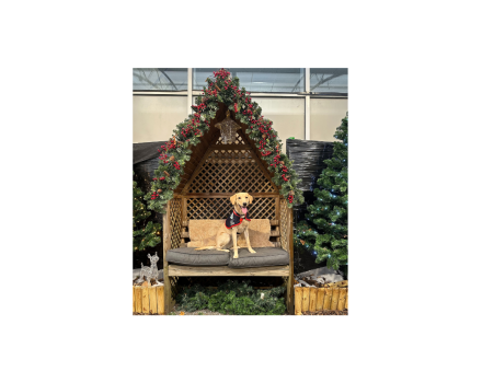 Yellow Labrador sat on a bench in a Christmas setting.