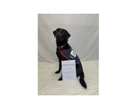 Black Labrador sat in an assistance dog jacket with a Portsmouth City Council certificate.