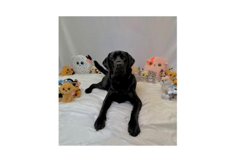 Black Labrador laying on a white mat surrounded by soft Ty toys