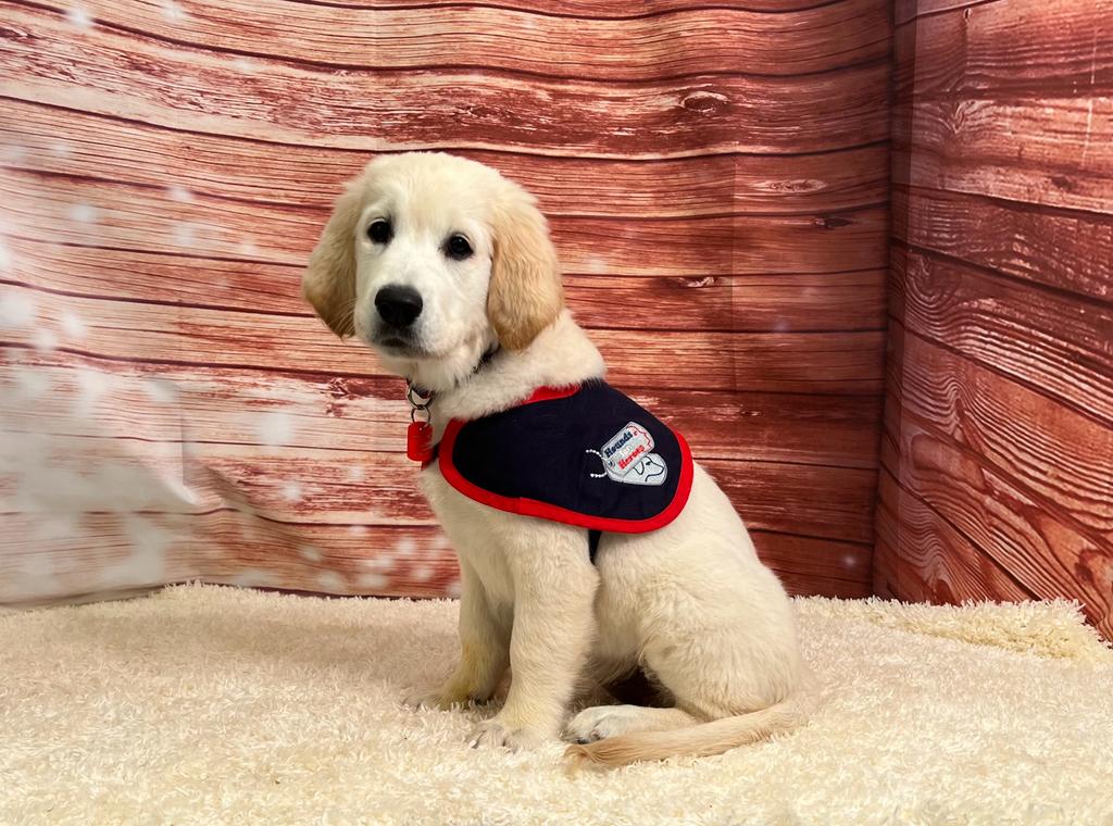 Golden Retriever puppy sat on a white rug wearing an assistance dog jacket.