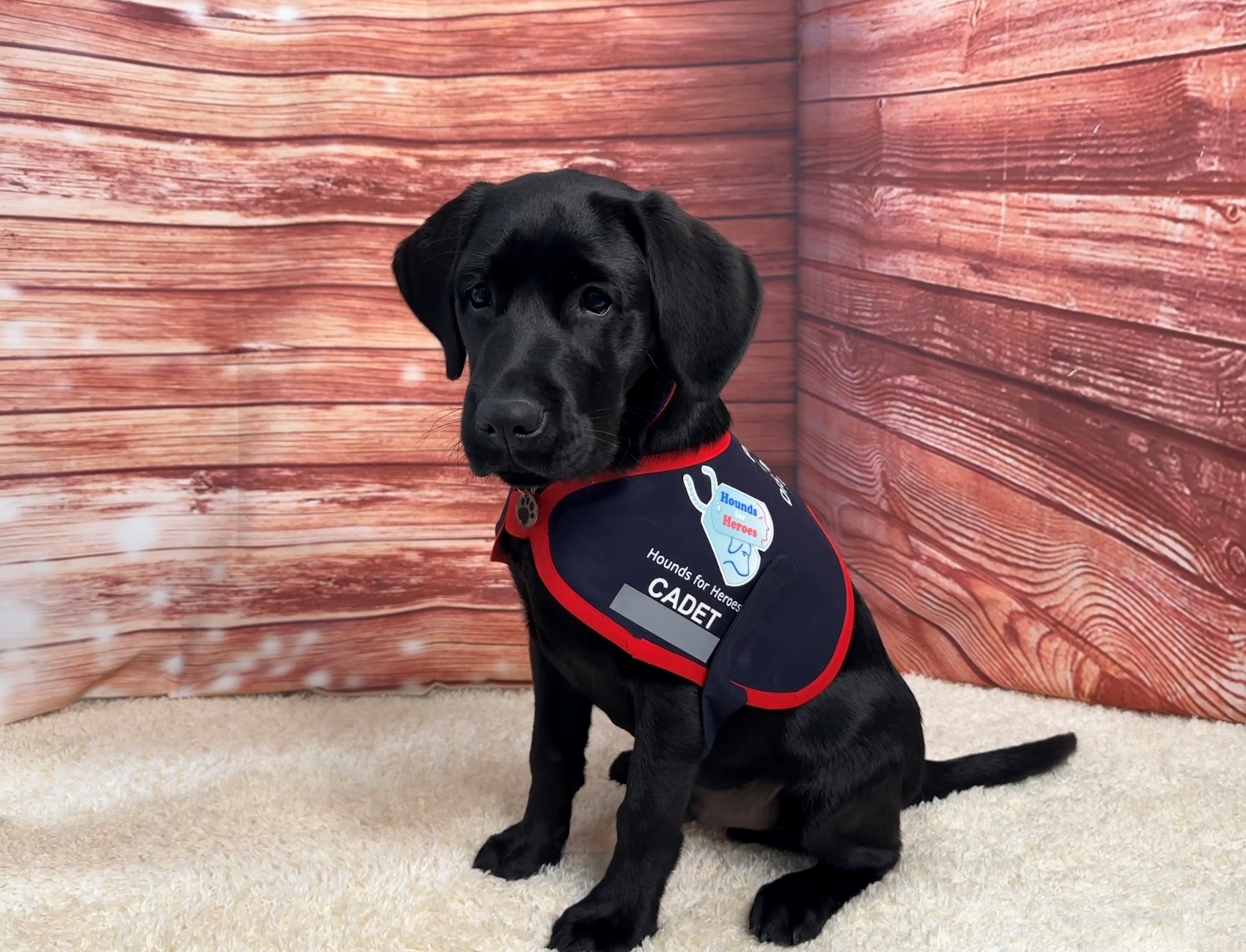 Black labrador puppy sat on a white rug.