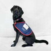 Assistance dog sitting in a jacket 