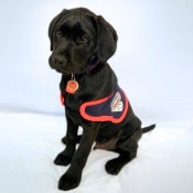 Assistance dog sitting in a jacket 