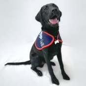 Assistance dog sitting in a jacket 