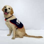 Assistance dog sitting in a jacket 