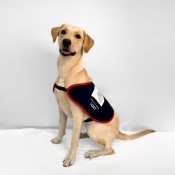 Assistance dog sitting in a jacket 