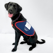 Assistance dog sitting in a jacket 