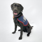 Assistance dog sitting in a jacket 