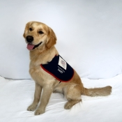 Assistance dog sitting in a jacket 