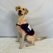Yellow Labrador puppy sat on a rug in an assistance dog jacket.