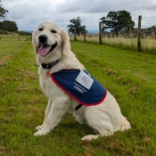 Assistance dog sitting in a jacket 