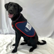 Assistance dog sitting in a jacket 