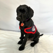 Assistance dog sitting in a jacket 