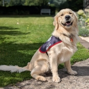 Assistance dog sitting in a jacket 