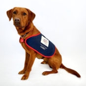 Assistance dog sitting in a jacket 