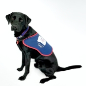 Assistance dog sitting in a jacket 