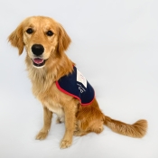 Assistance dog sitting in a jacket 