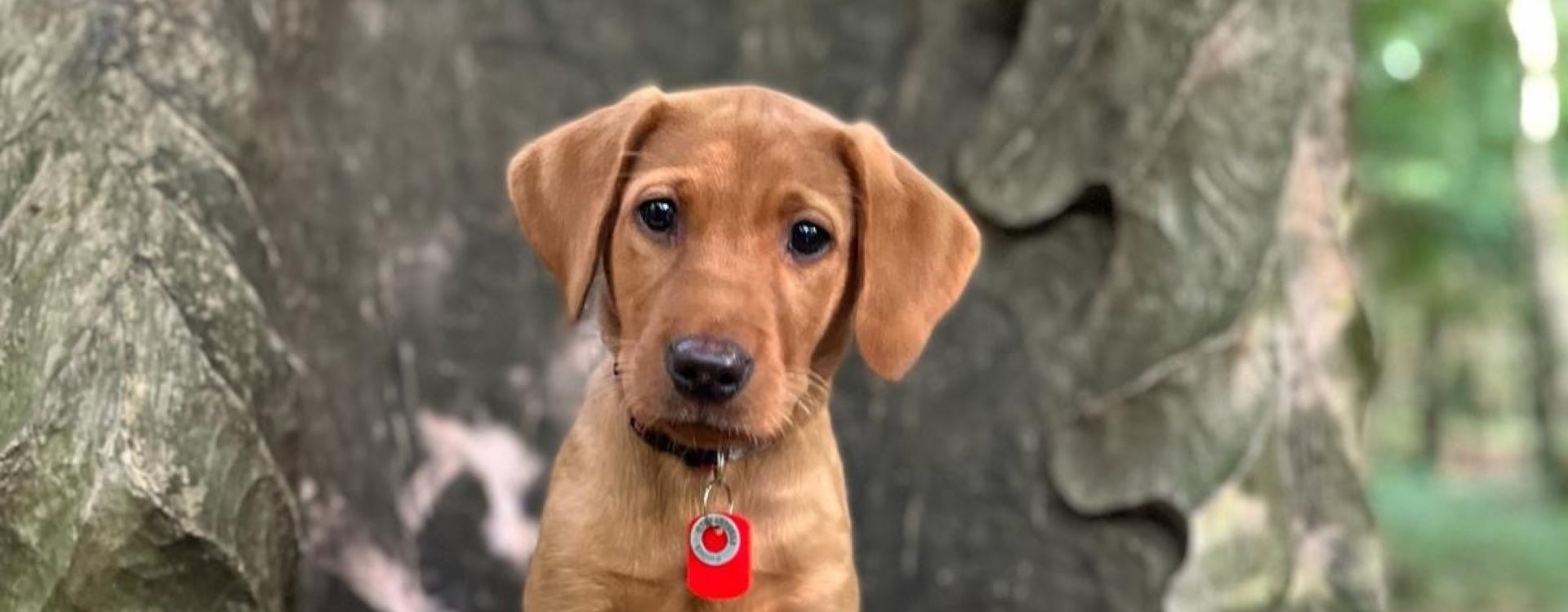 Fox Red Labrador Puppy