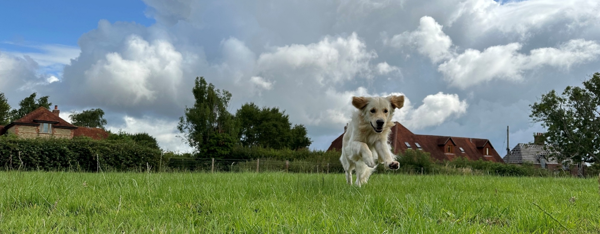 Golden retriever running through field 