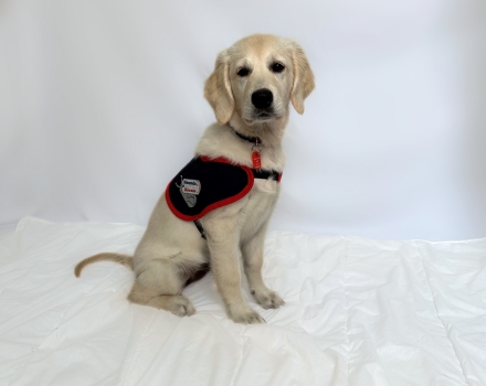 Cadet Amber Puppy photo in jacket 