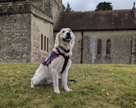 Hounds for Heroes Assistance dog in jacket with puppy training pass certificate