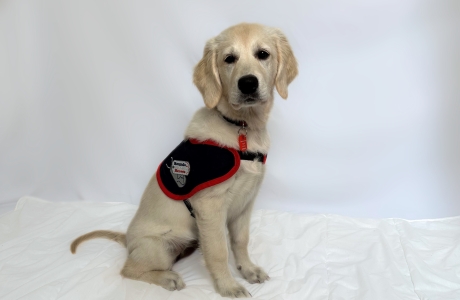 Cadet Amber Puppy photo in jacket 