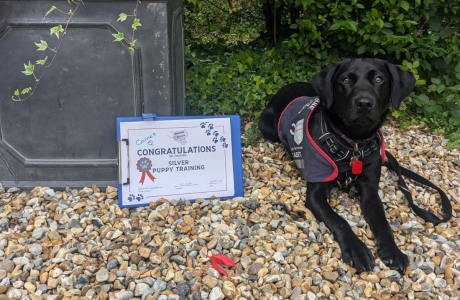 Dog in training with puppy training pass certificate