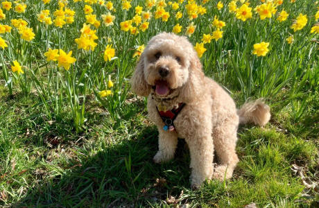 Peanut the dog in daffs