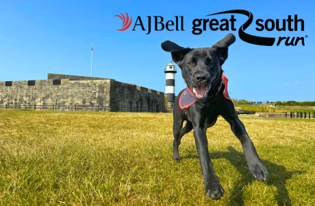 Dog at Southsea Common