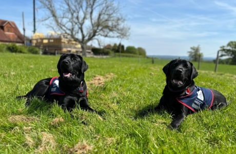 Two black Labradors in Hounds for Heroes Jackets
