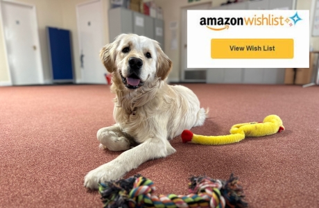 Dog with Amazon wishlist toy