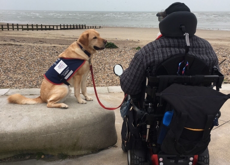 Man in wheelchair with an assistance dog at the beach