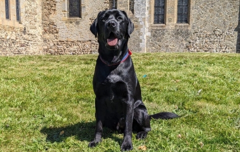 Black Labrador with certificate 