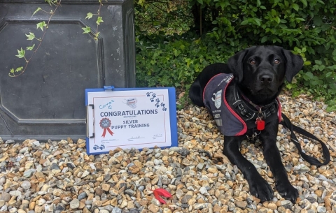 Dog in training with puppy training pass certificate