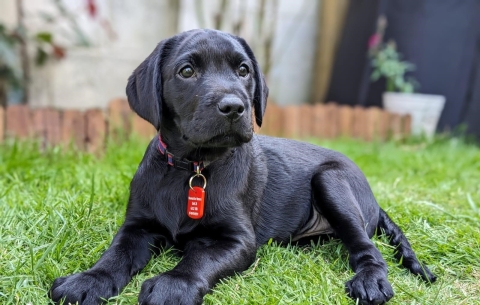 Echo in laying on grass