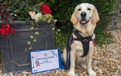 Hounds for Heroes Cadet with training certificate pass 