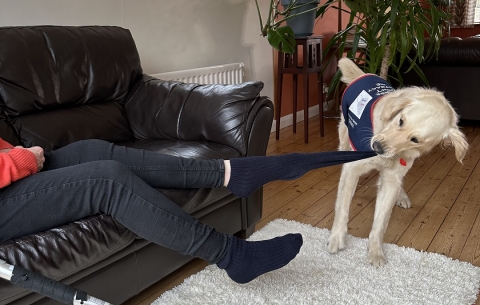 Assistance dog removing 