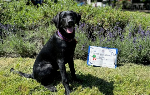 Puppy in training sat with pass cerificate