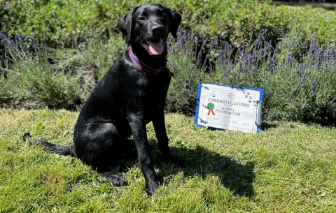 Puppy in training sat with pass cerificate