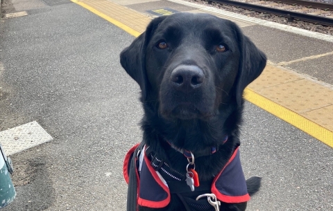 Assistance dog at train station