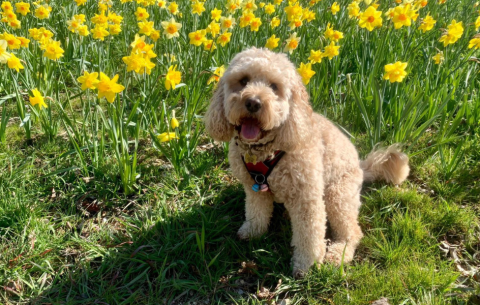 Peanut the dog in daffs