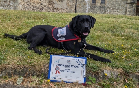 Assistance dog in training, a black labrador in jacket with pass certificate 