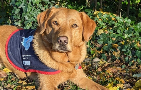 Assistance dog in jacket