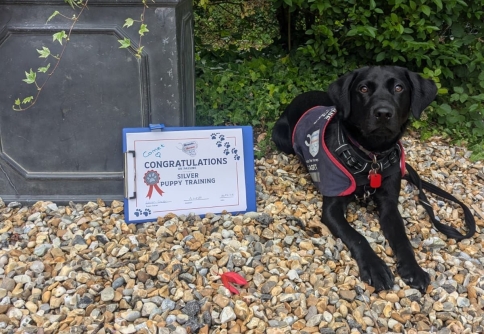 Dog in training with puppy training pass certificate