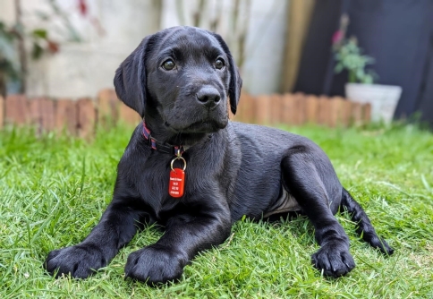 Echo in laying on grass