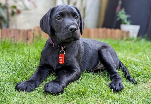 Echo in laying on grass