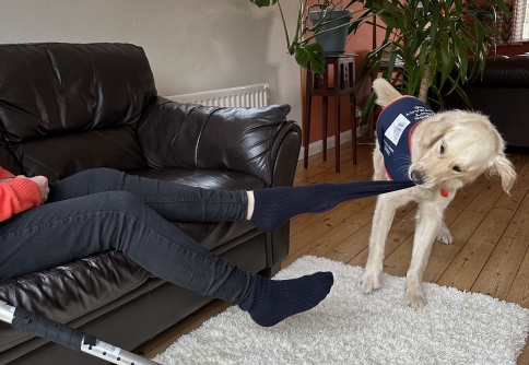 Assistance dog removing 