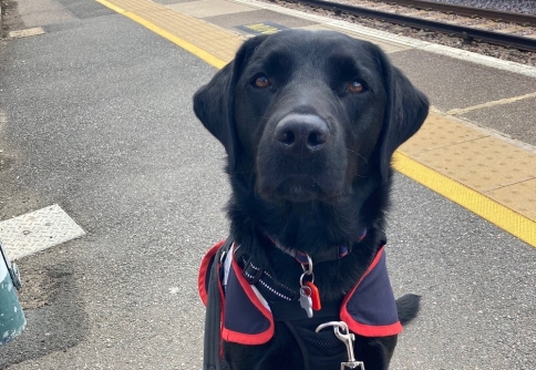 Assistance dog at train station